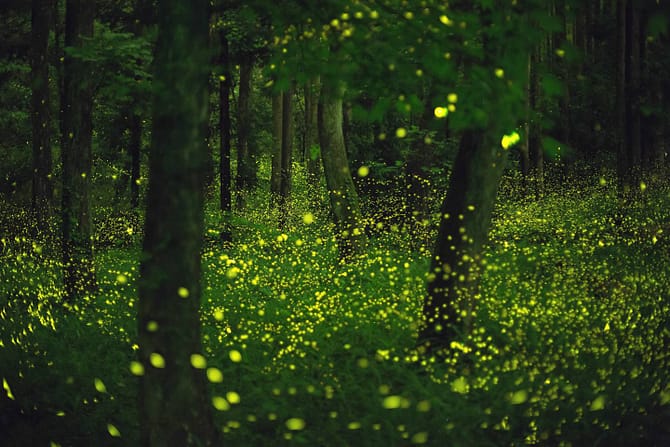 Hime fireflies in a forested area