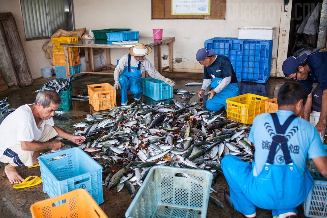 Fish are separated into species by the fishermen.