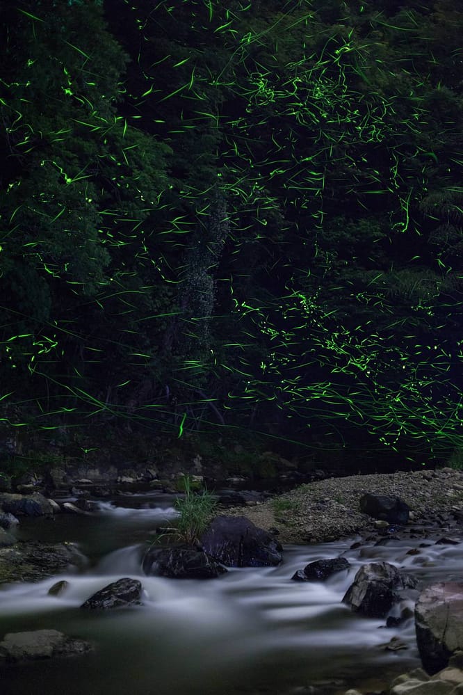 Genji fireflies are usually found near water