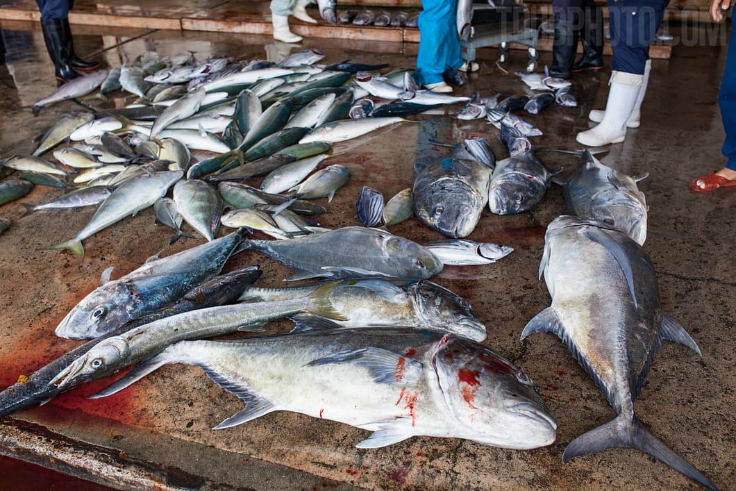 Larger fish are separated while being caught and are unloaded first.