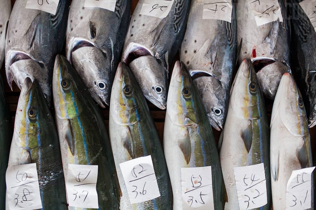Fish are labeled with weight and number for the auction.