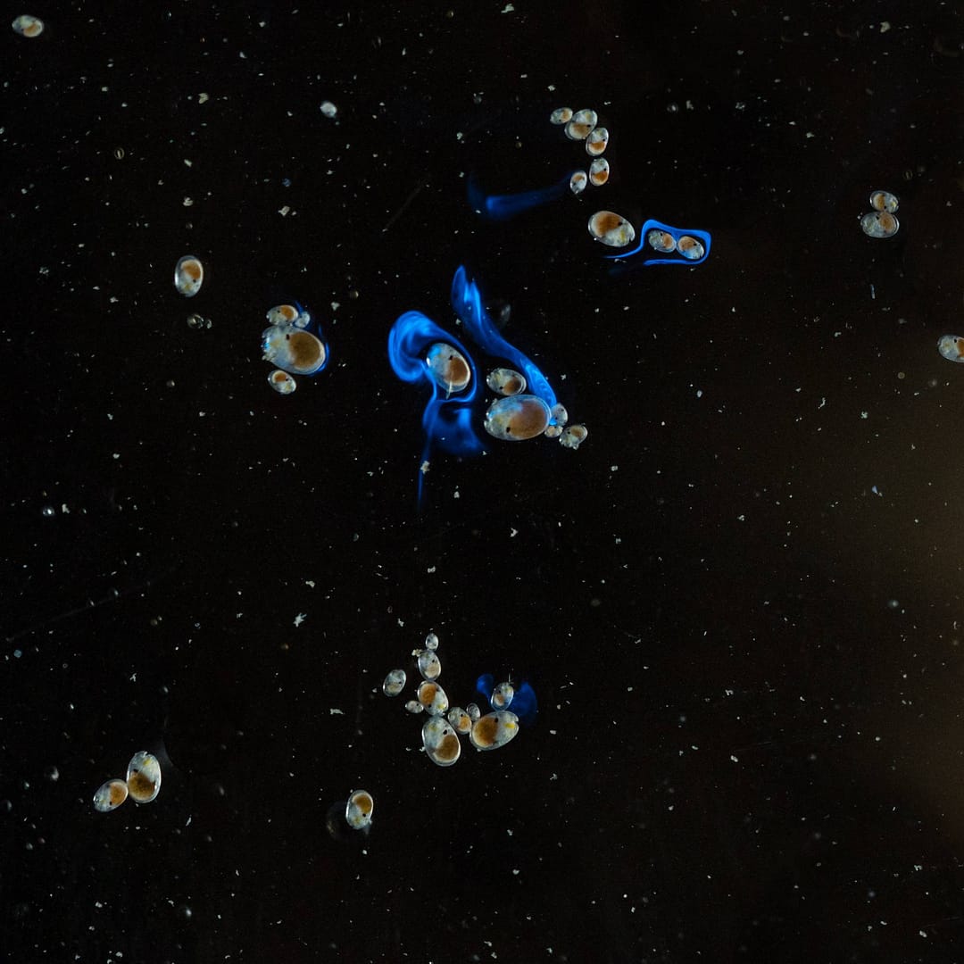 Sea firefly-the moment it releases its bio-luminescent display