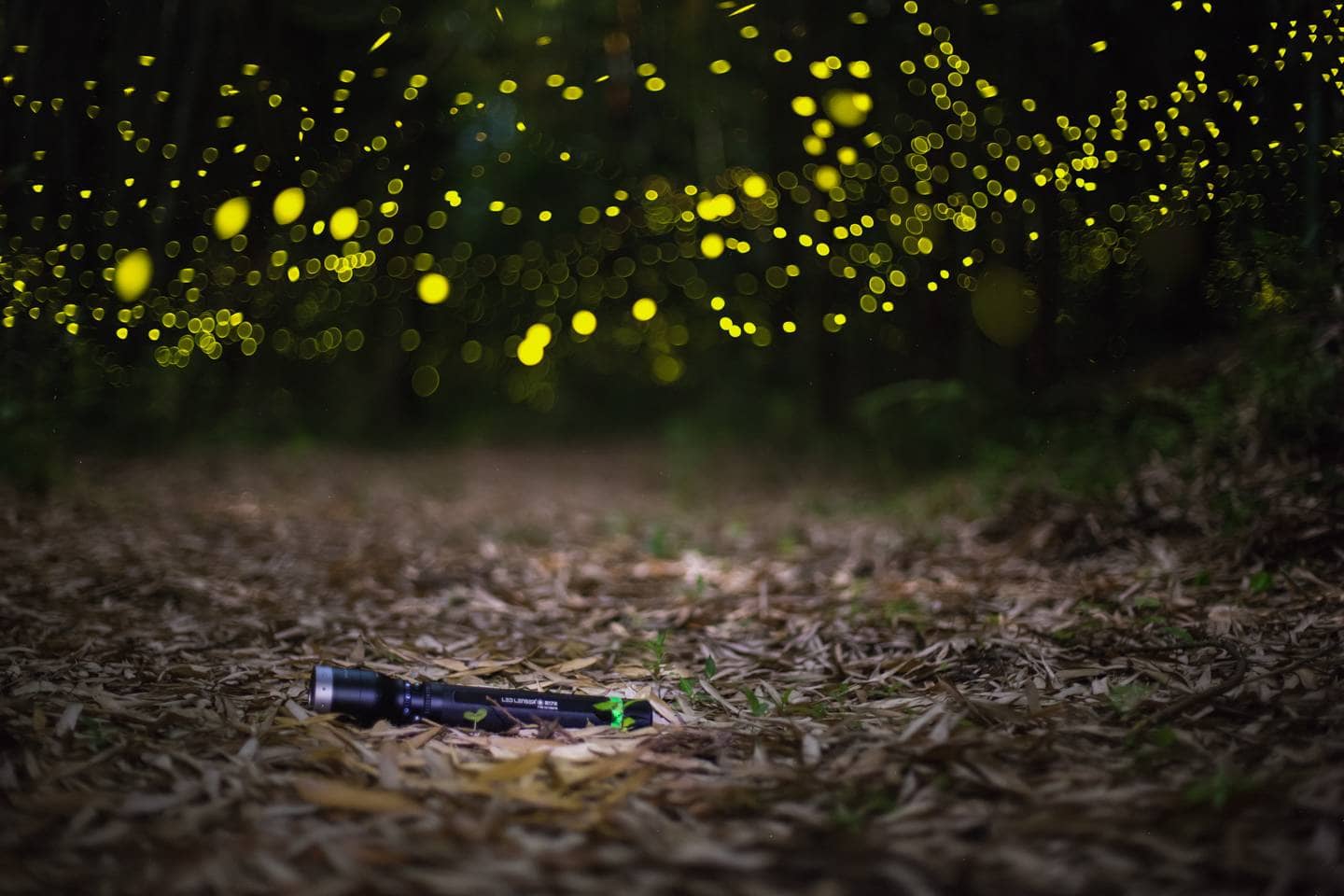 LED Lenser fireflies