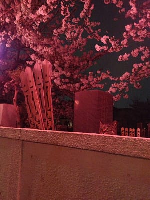 IMG_1255