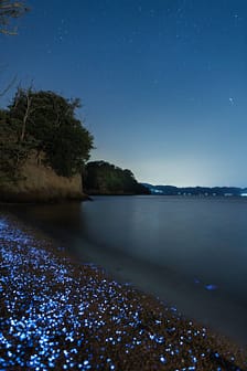 The Blue Diamonds of the Sea. 海ぼたる - Tdub Photo