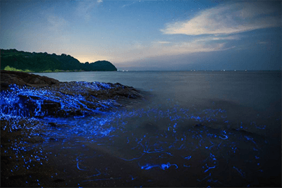 How to: Sea Fireflies