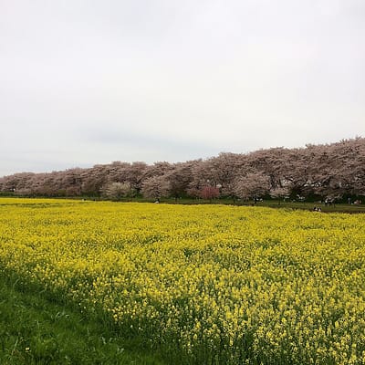 さくら2