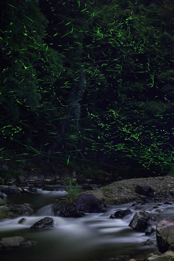 Genji fireflies are usually found near water