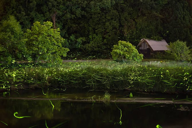 The final image with the magenta set back to a normal level