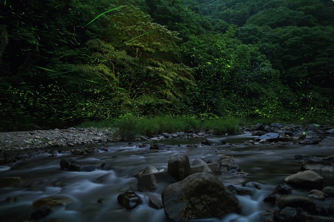 Genji fireflies near water and tall grass