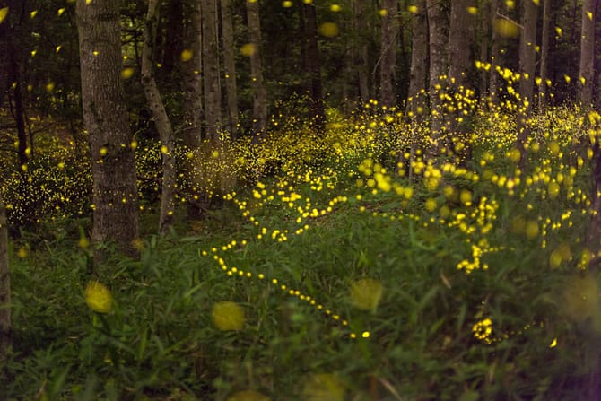 Hime hovering around bamboo grass