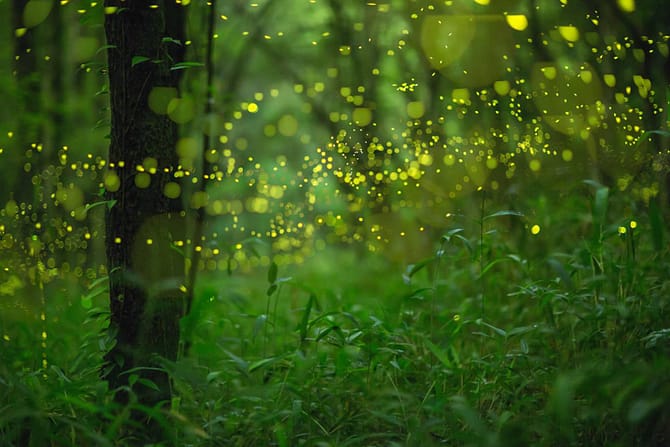 Hime captured with an 85mm lens