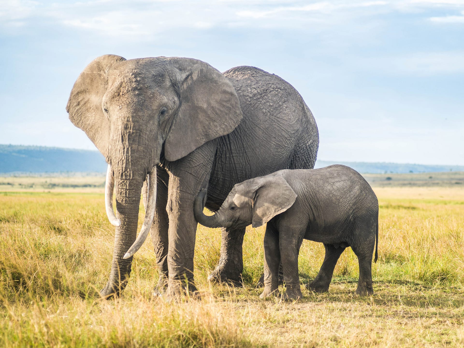 Governor’s Camp Collection, Kenya